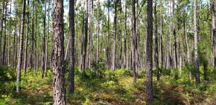 Property in Clinch County, Georgia