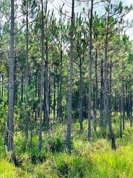 Property in Ware County, Georgia