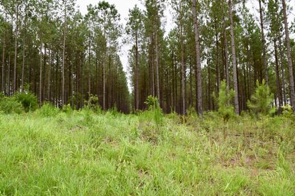 Property in Taylor County, Georgia