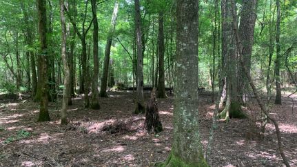 Property in Saint Helena Parish, Louisiana