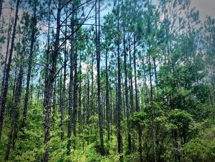 Property in Clinch County, Georgia