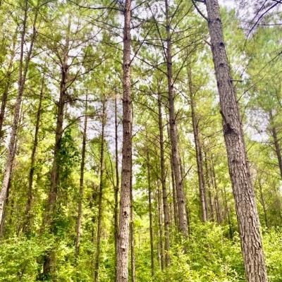 Property in Dallas County, Alabama