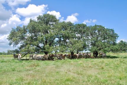 Property in Colorado County, Texas