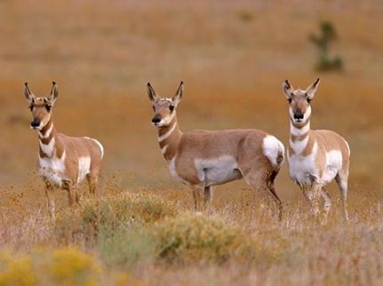 Property for sale in Navajo County, Arizona