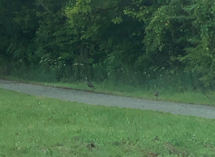 Property in Hardin County, Illinois