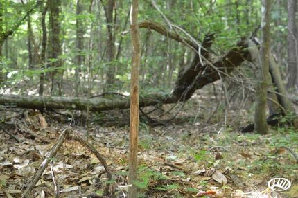 Property in Rapides Parish, Louisiana