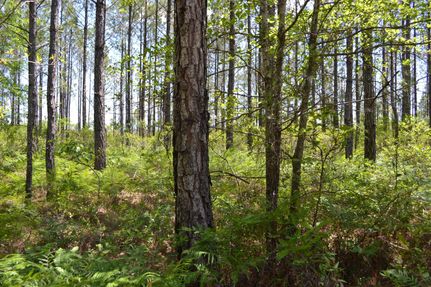 Property in Brunswick County, North Carolina