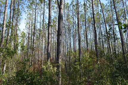 Property in Liberty County, Florida