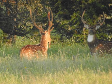 Property in Real County, Texas