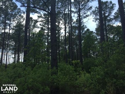 Property in Atkinson County, Georgia