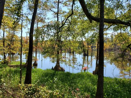 Property in Greene County, Alabama