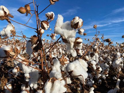 Property in Briscoe County, Texas