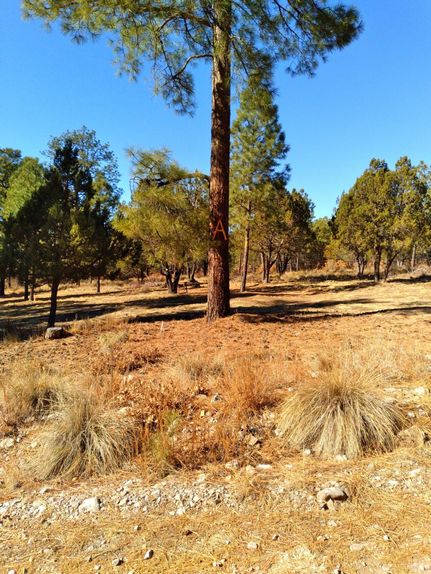 Property in Otero County, New Mexico