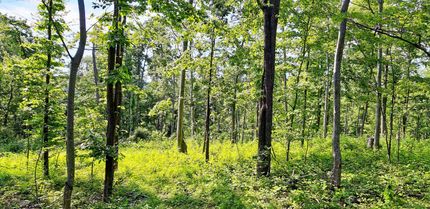 Property in Wayne County, West Virginia