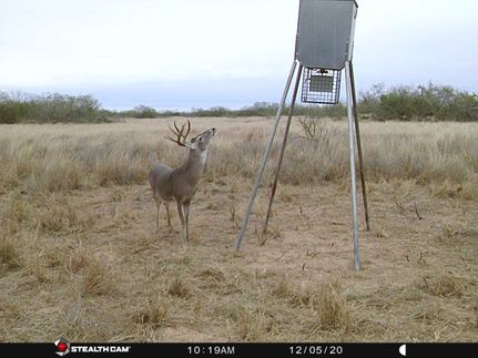 Property in Jim Hogg County, Texas