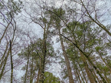 Property in San Jacinto County, Texas