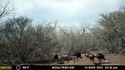 Property in Duval County, Texas