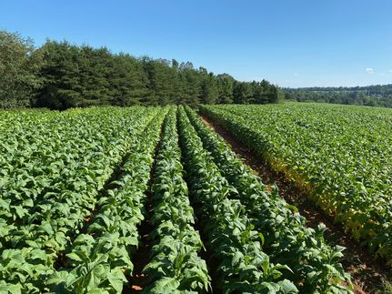 Property in Wilkes County, North Carolina