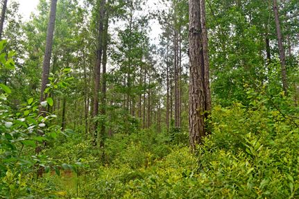 Property in Bienville Parish, Louisiana