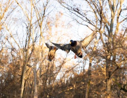 Property in Clay County, Arkansas