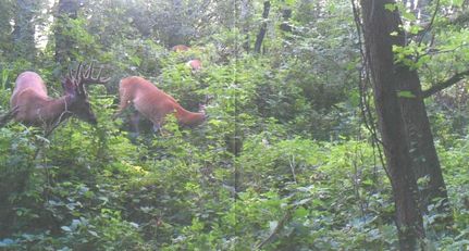 Property in Iroquois County, Illinois