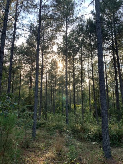 Property in Franklin County, Georgia