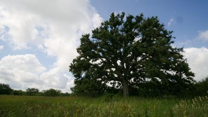 Property in Milam County, Texas