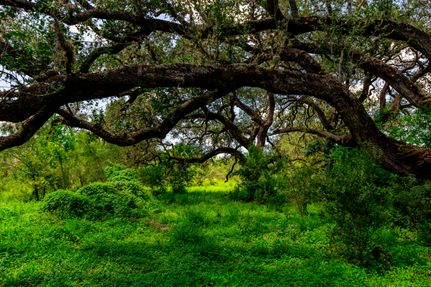 Property in Atascosa County, Texas