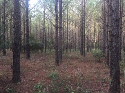 Property in Webster County, Georgia