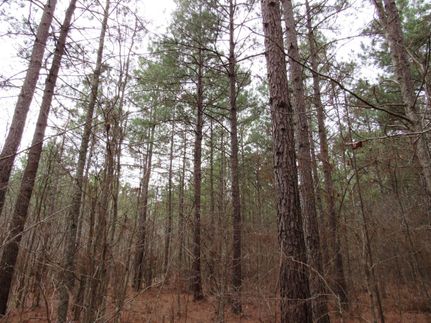 Property in Dallas County, Arkansas