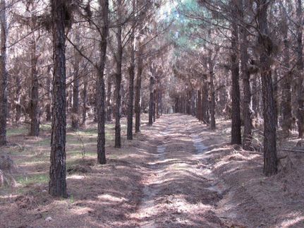 Property in Drew County, Arkansas