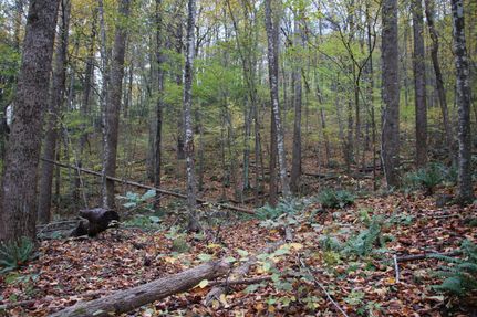 Property in Greene County, Virginia