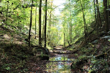 Property in Johnson County, Kentucky