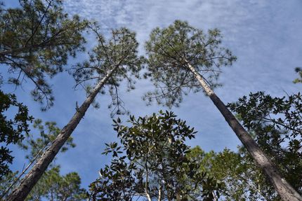 Property in Volusia County, Florida