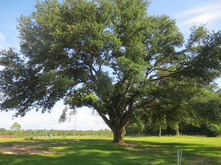 Property in Marion County, Mississippi