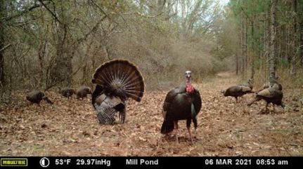 Property in Dodge County, Georgia