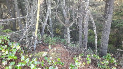 Property in Lane County, Oregon