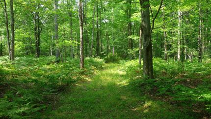 Property in Midland County, Michigan