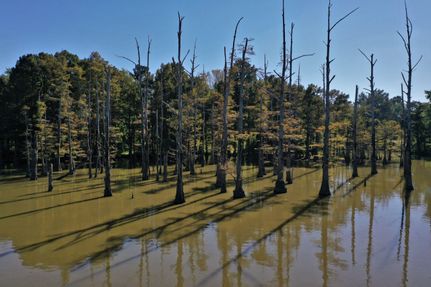 Property in Carlisle County, Kentucky