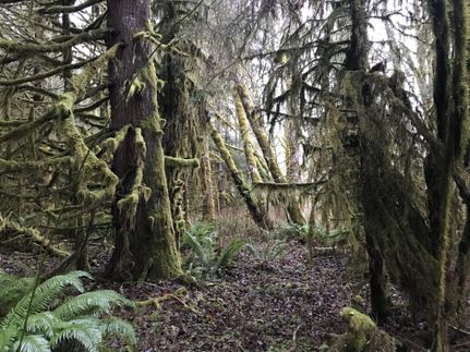 Property in Lewis County, Washington