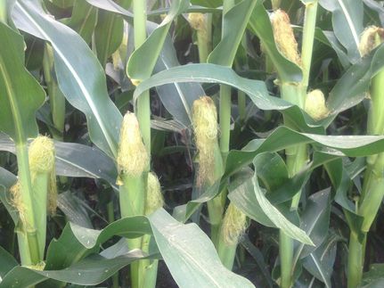 Property in DeWitt County, Illinois