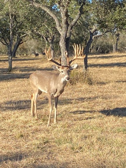 Property in Bee County, Texas