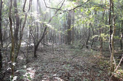 Property in Tangipahoa Parish, Louisiana