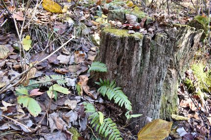 Property in Douglas County, Missouri