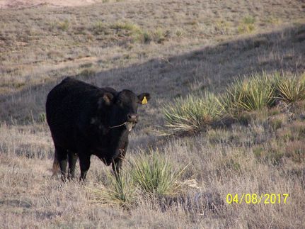 Property in Curry County, New Mexico