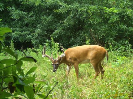 Property in Sullivan County, Missouri