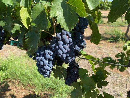 Property for sale in Cochise County, Arizona