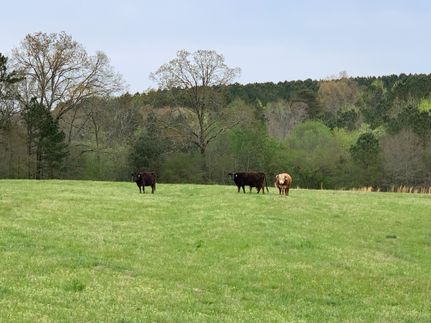 Property in Jackson County, Alabama