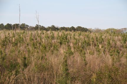 Property in Taylor County, Georgia