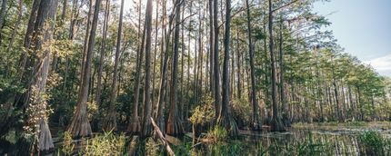 Property in Jefferson County, Florida